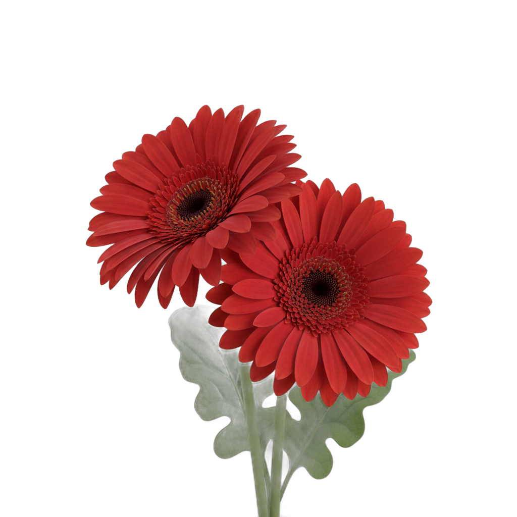 Red Gerbera Daisies