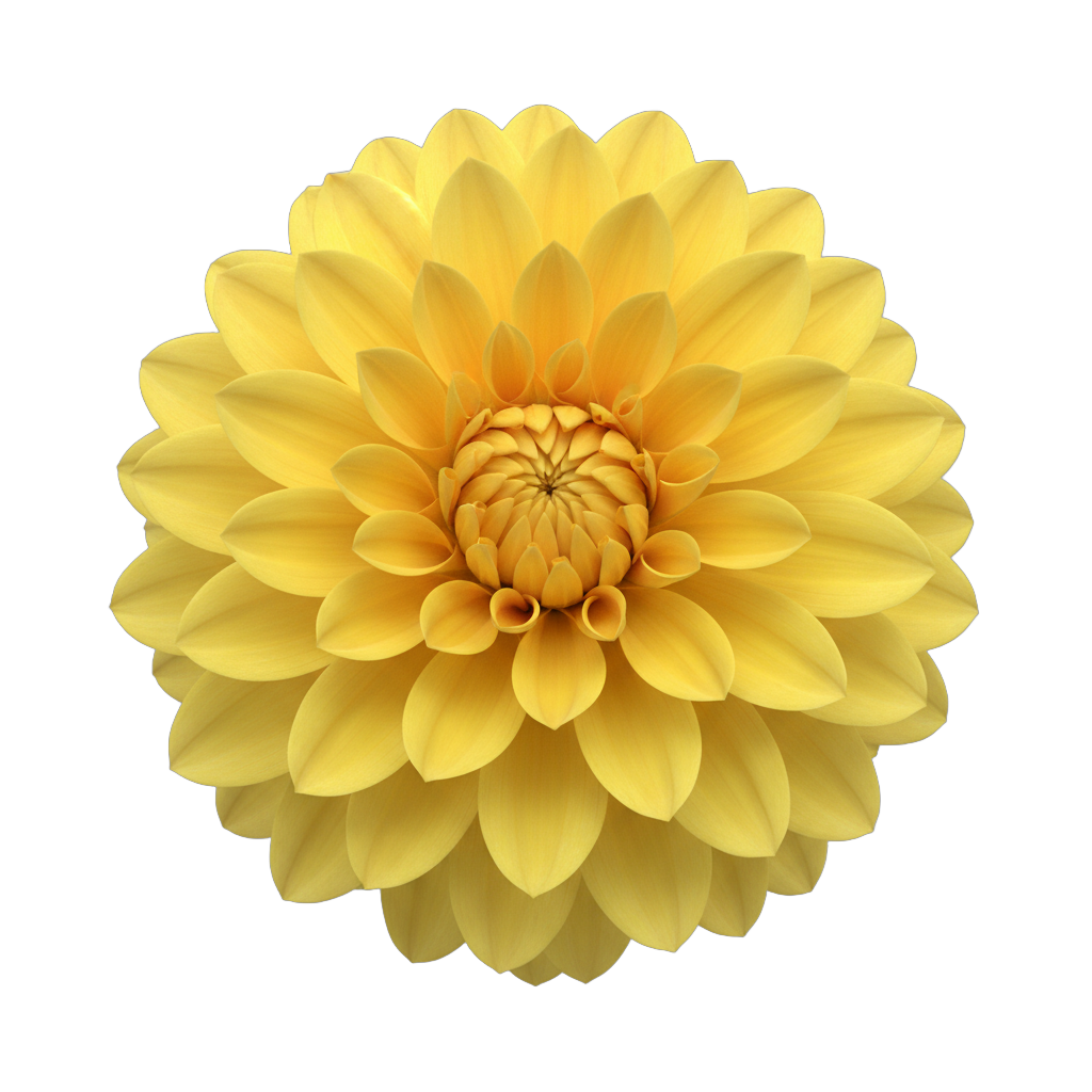 Yellow Dahlia Flower