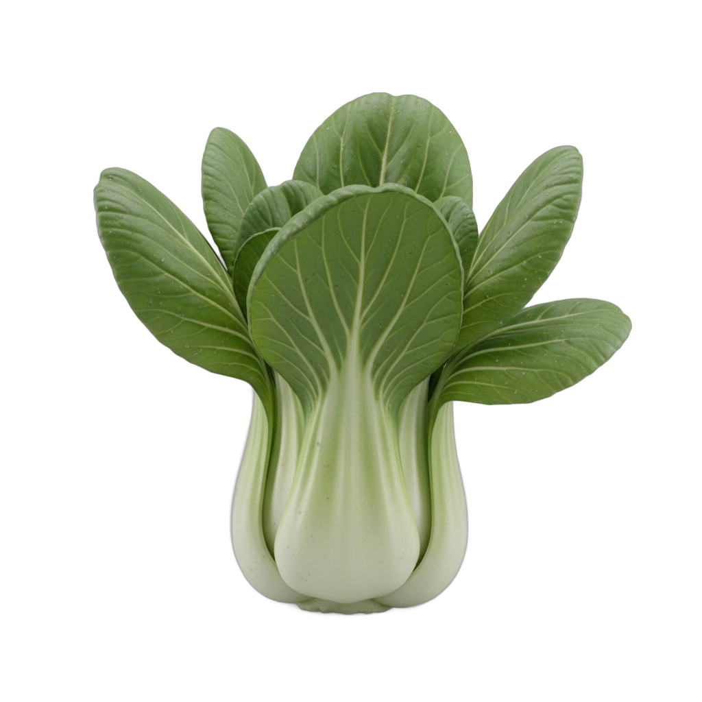 Bok Choy Vegetable