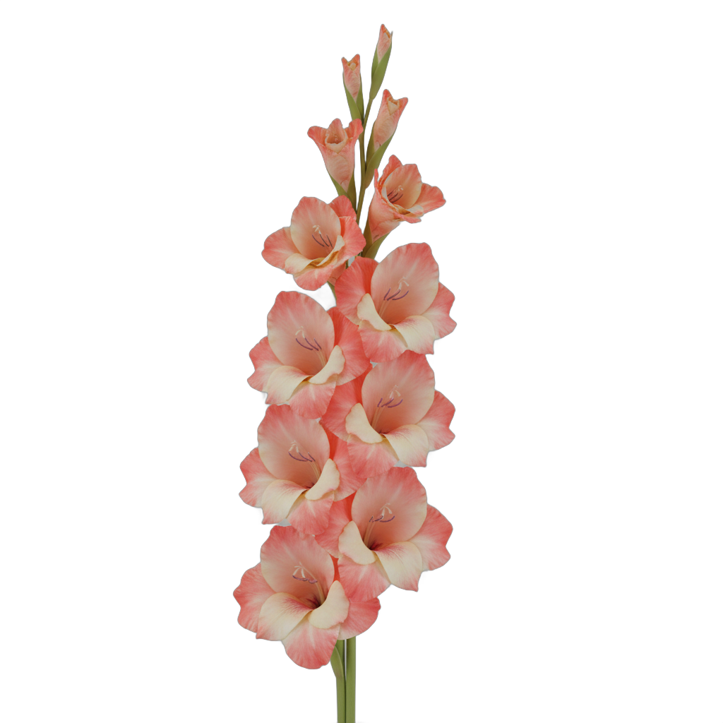 Gladiolus Flower Bouquet