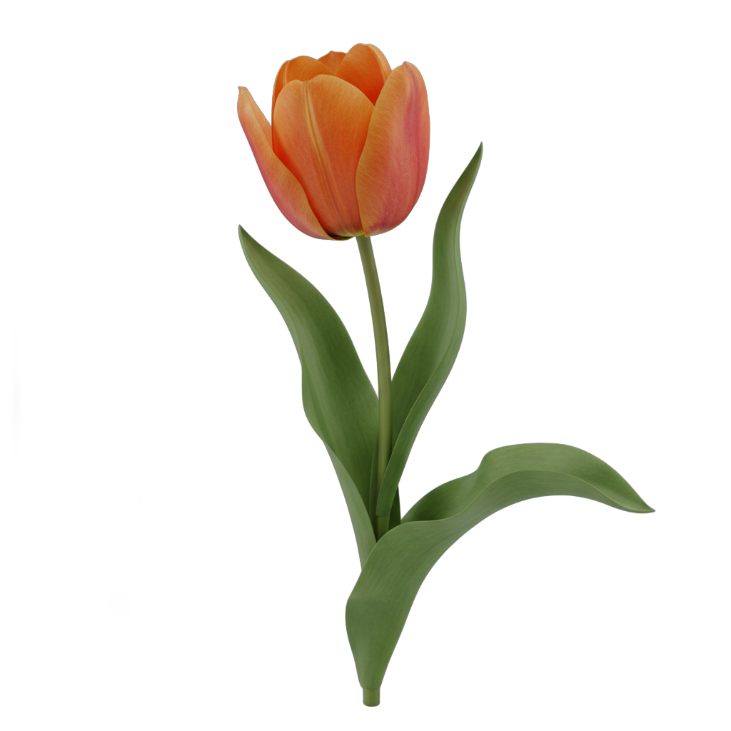 Realistic Orange Tulip Flower