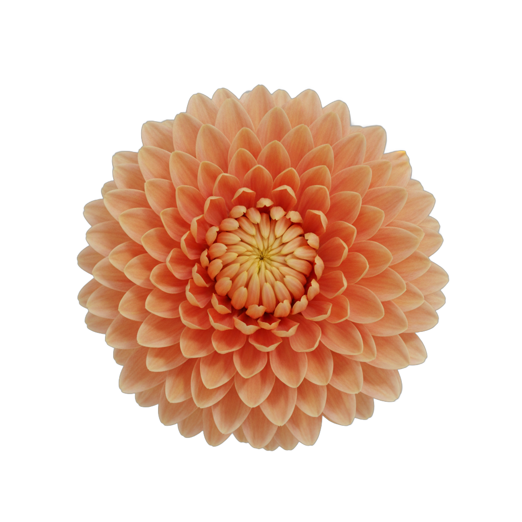 Orange Chrysanthemum Flower