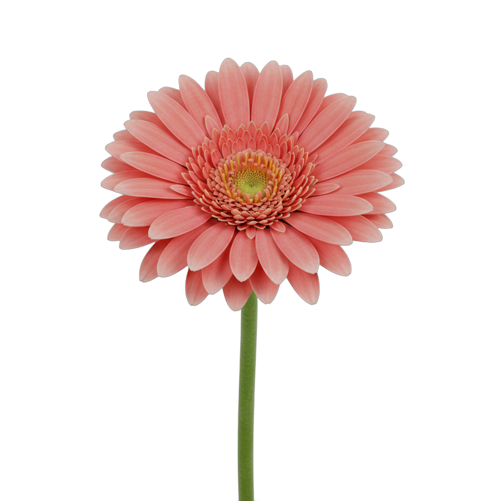 Coral Pink Gerbera Daisy