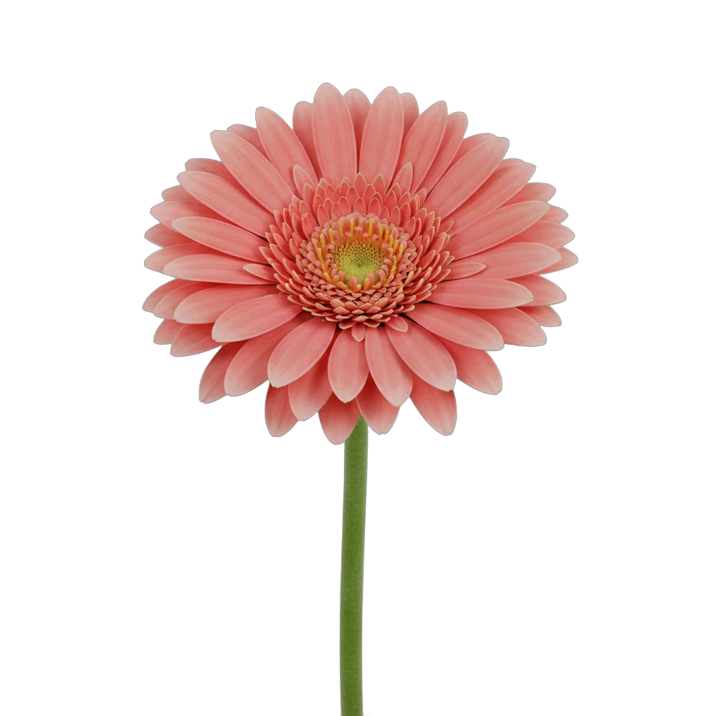 Coral Pink Gerbera Daisy