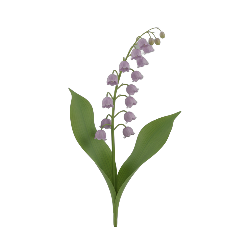 Lavender Lily of the Valley