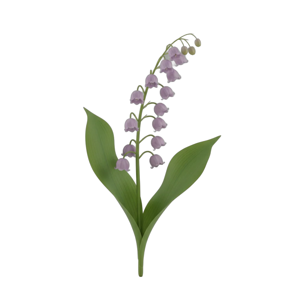 Lavender Lily of the Valley