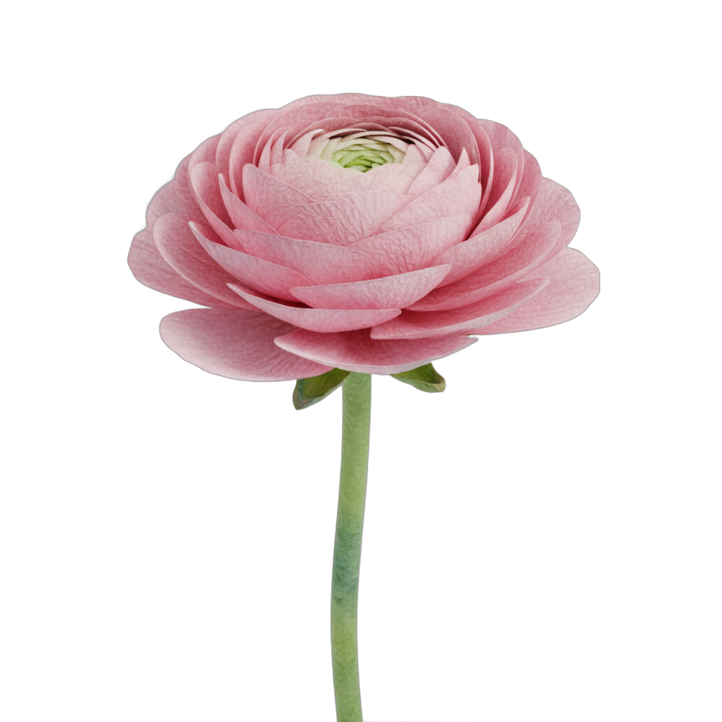 Watercolor Ranunculus Flower