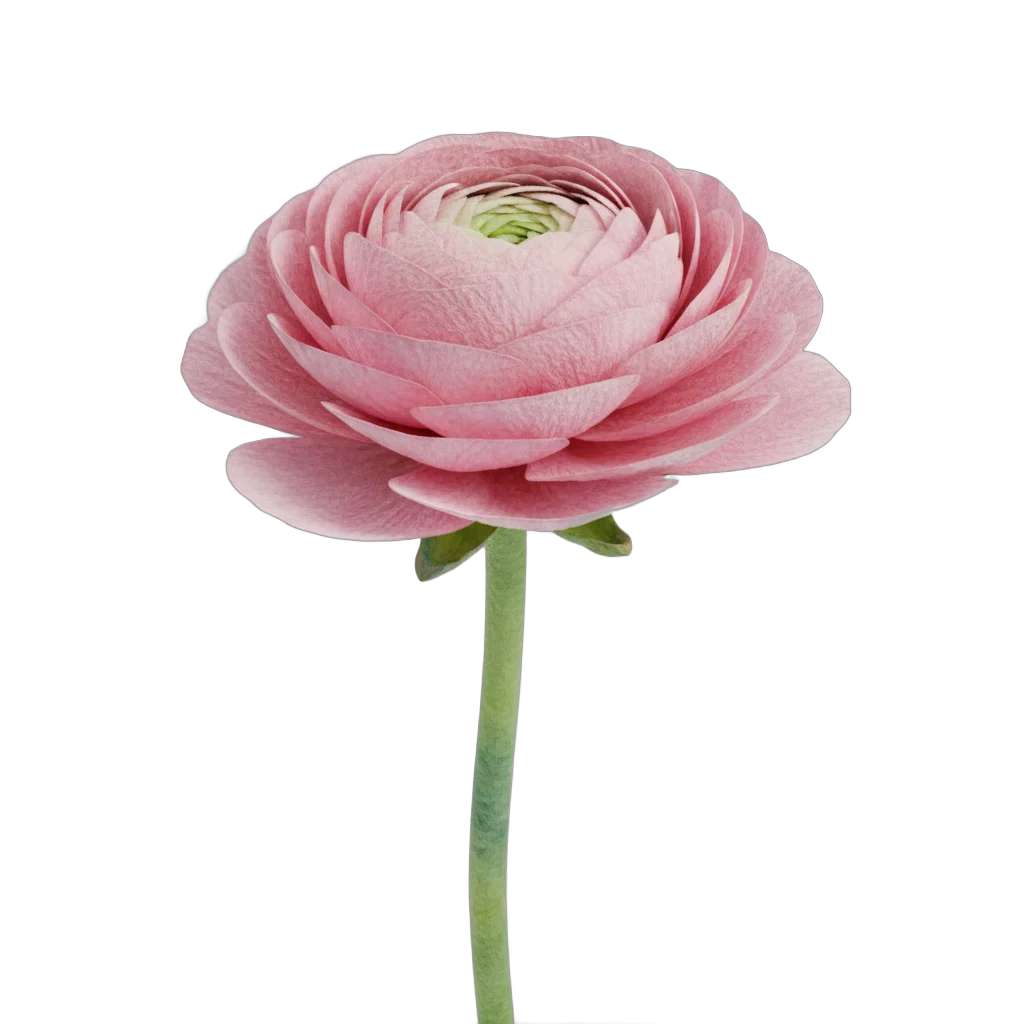 Watercolor Ranunculus Flower