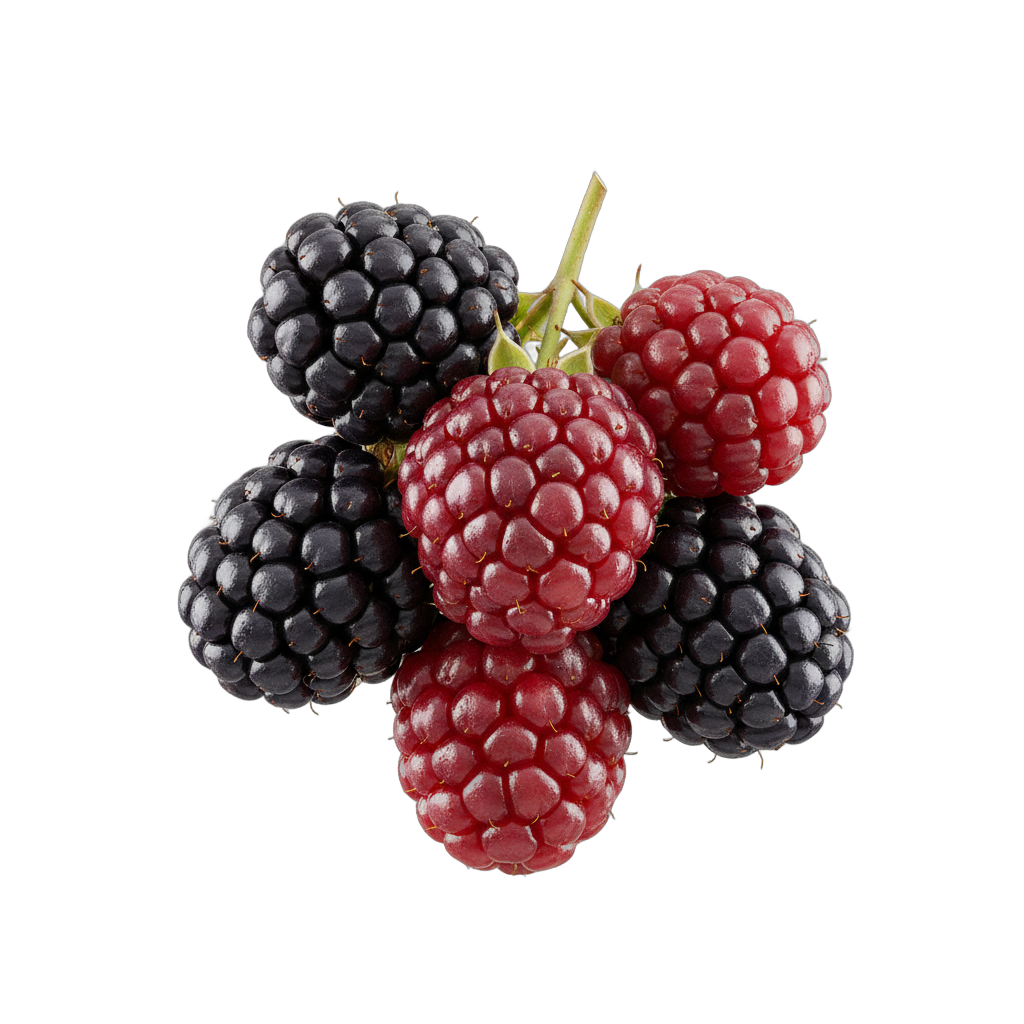 Realistic Blackberry Fruit Cluster